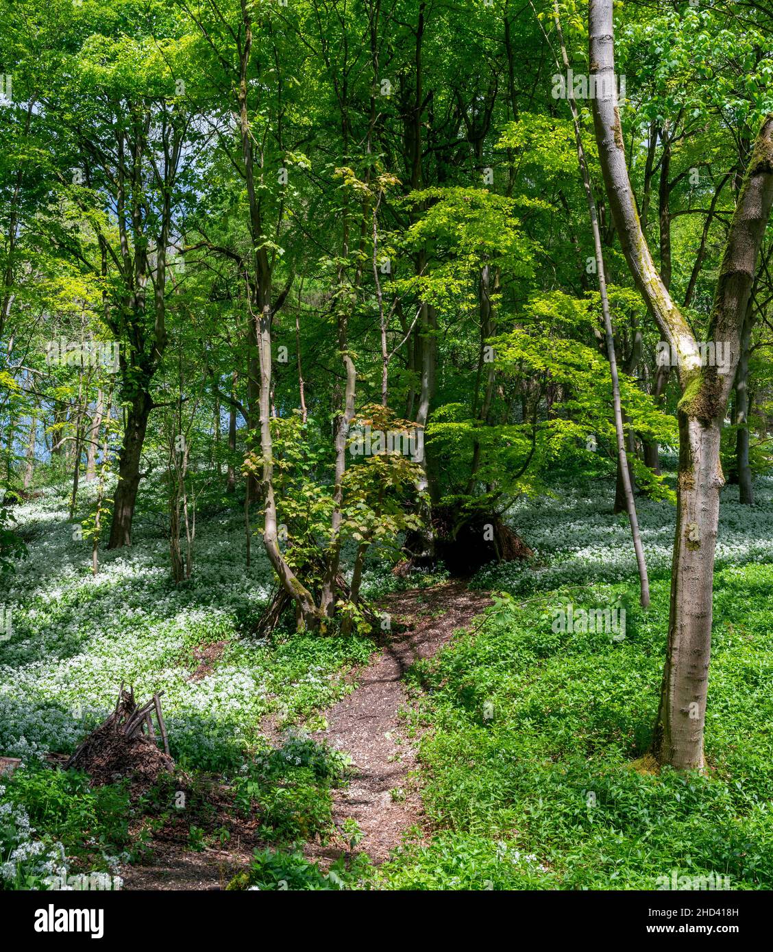 Bärlauch in den Wäldern von Millington auf den Yorkshire Wolds Stockfoto