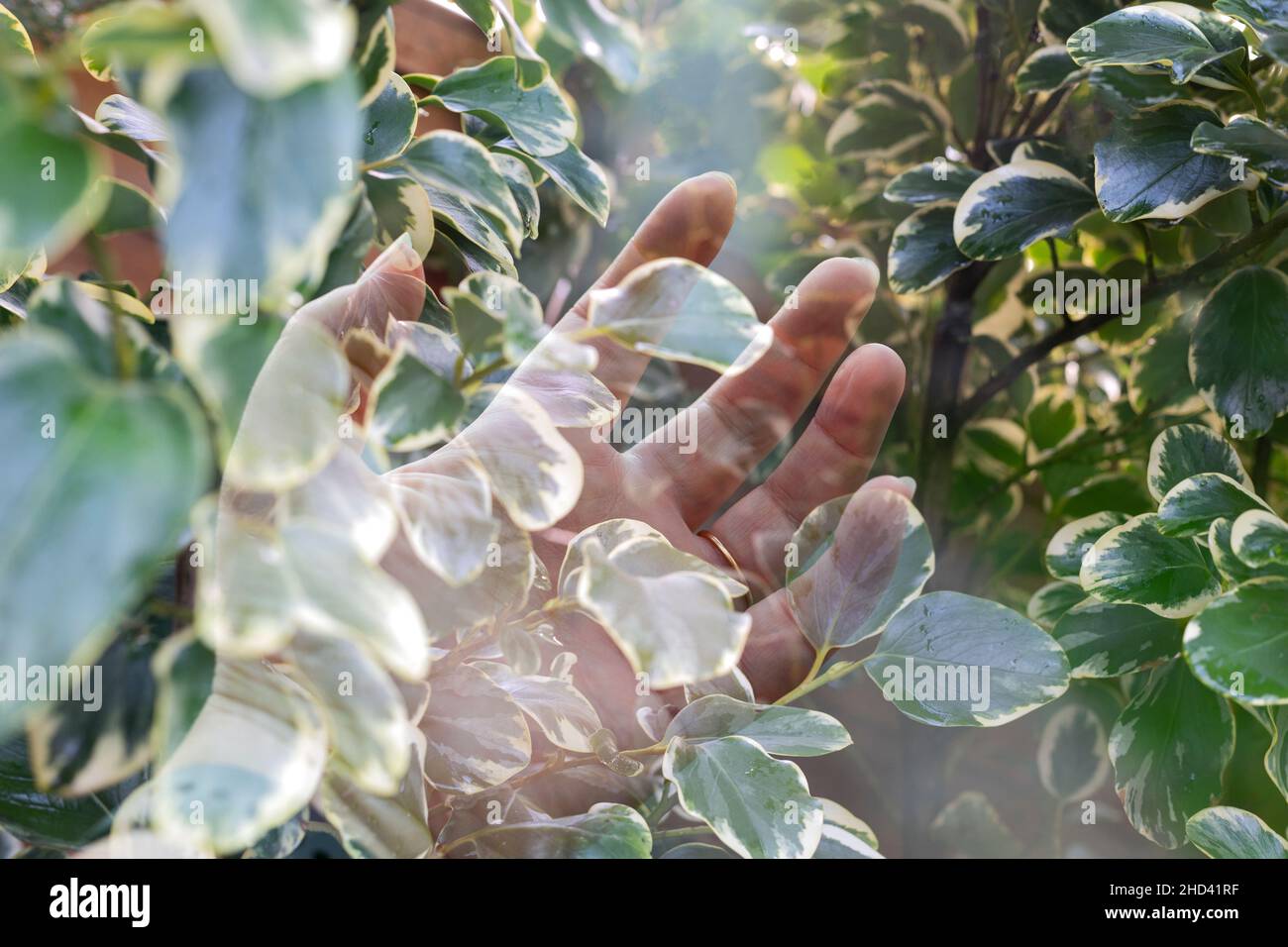 Doppelbelichtung einer offenen Hand über Blättern in einem Garten Stockfoto