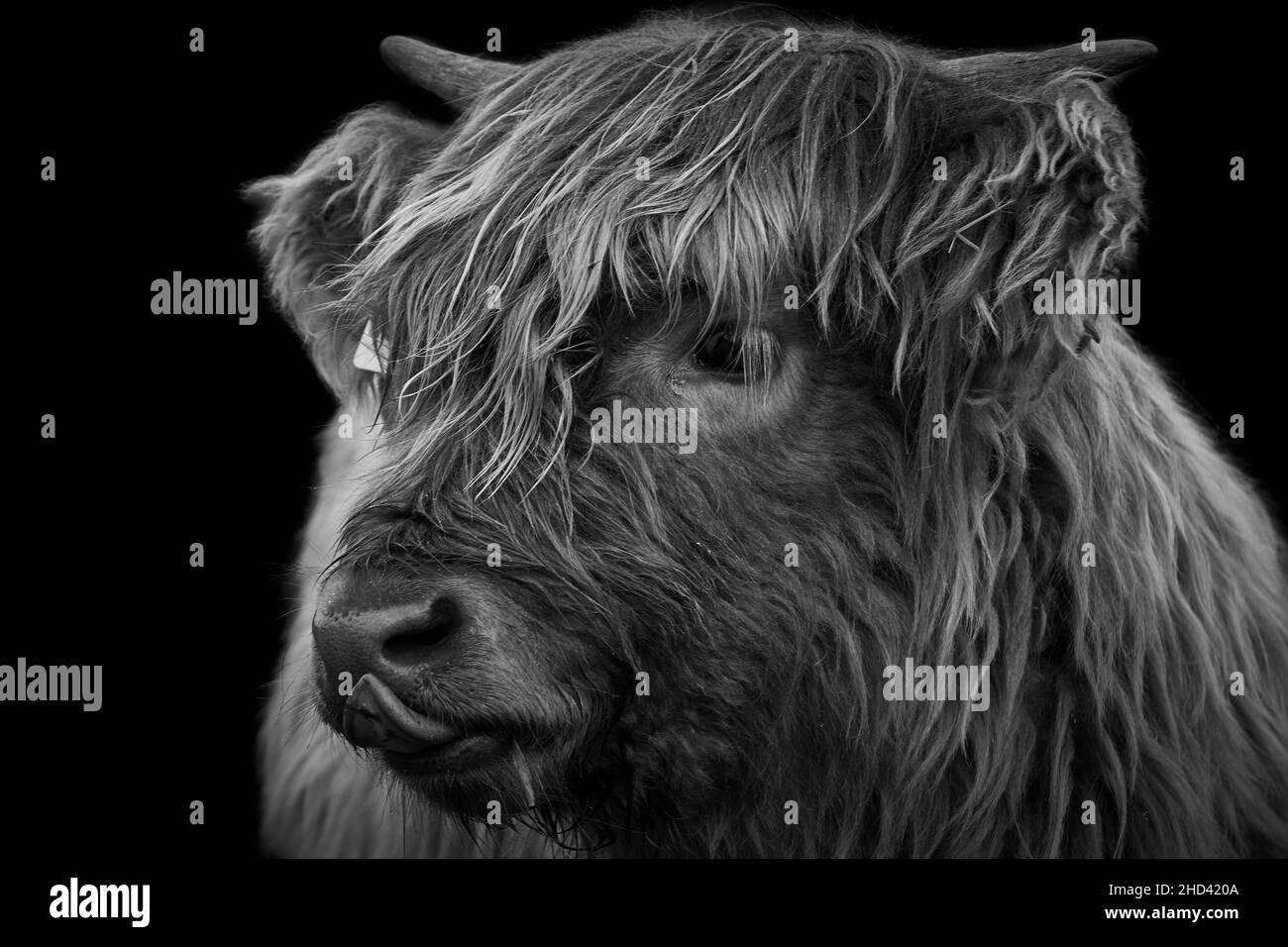 Kopf eines Highland-Kuhkalbes, das seine Nase leckt und auf schwarzem Hintergrund isoliert ist Stockfoto