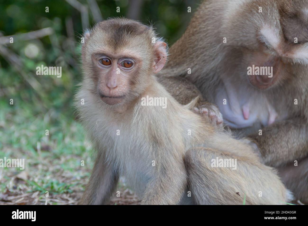Wild Cute Monkeys mit Gesichtsausdruck im Khao Yai National Park in Thailand. Stockfoto
