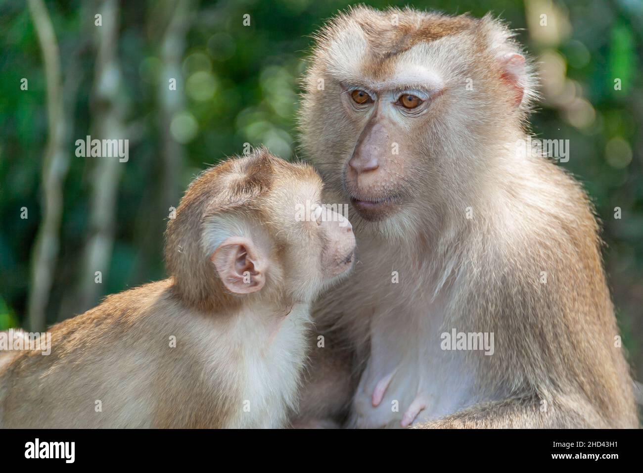 Wild Cute Monkeys mit Gesichtsausdruck im Khao Yai National Park in Thailand. Stockfoto