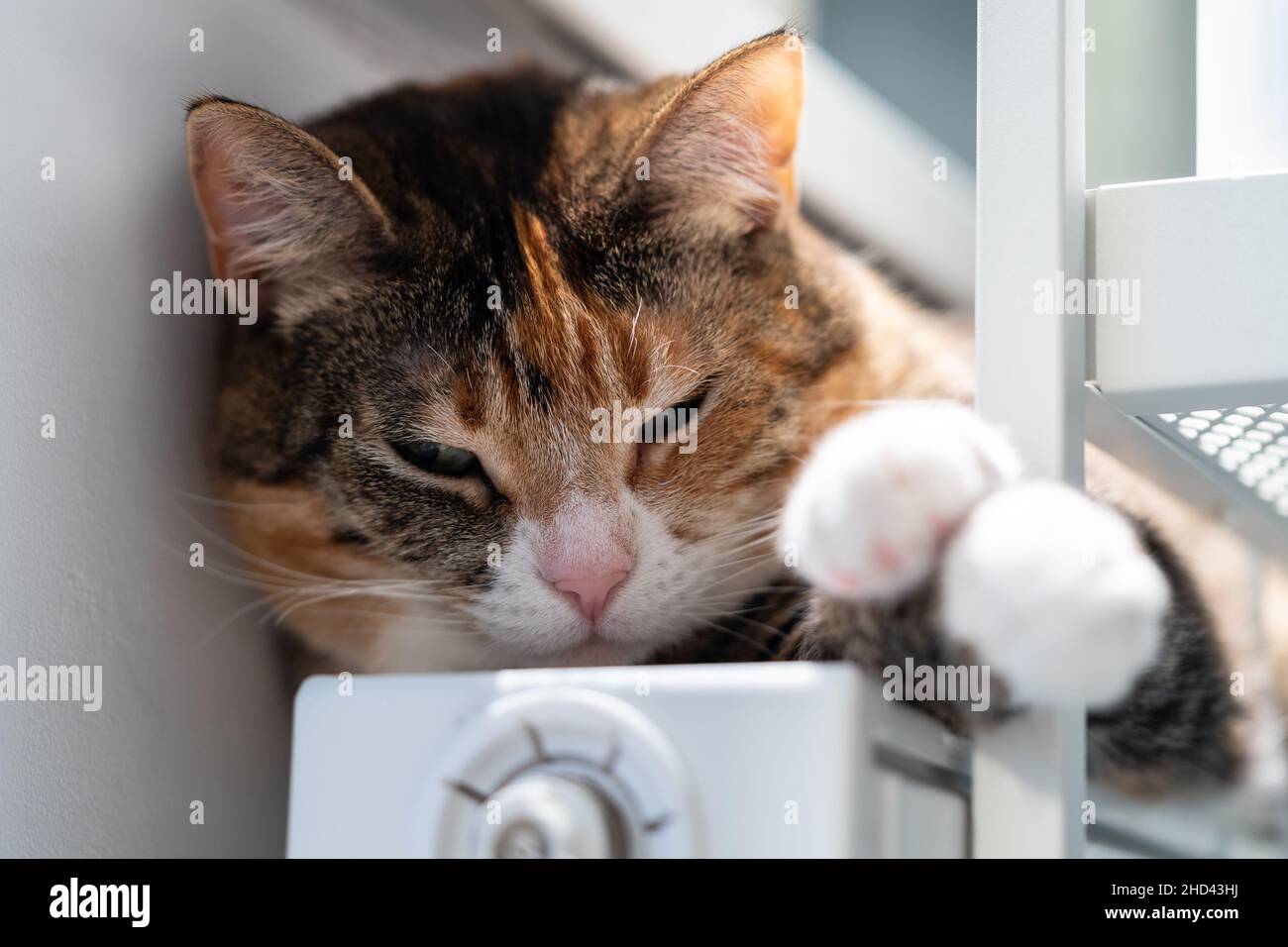 Die Katze ruht sich in geschlossenen Räumen auf warmer Batterie aus. Niedliches Kätzchen, das auf dem heißen Heizkörper in der Wohnung liegt, fühlt sich gemütlich an Stockfoto
