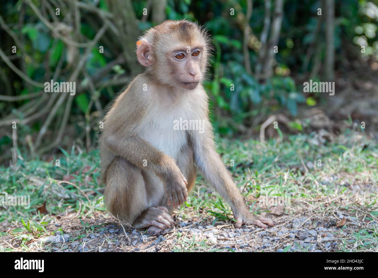 Wild Cute Monkeys mit Gesichtsausdruck im Khao Yai National Park in Thailand. Stockfoto