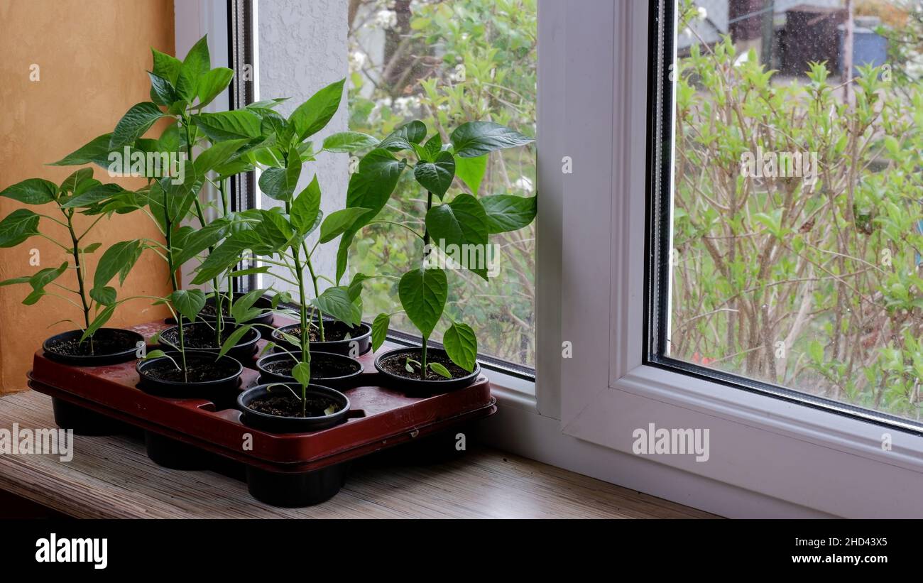 Pfeffern Sie Sämlinge in schwarzen Kunststofftöpfen auf der Fensterbank. Vorbereitung und Anbau von Setzlingen im frühen Frühjahr zu Hause. Stockfoto