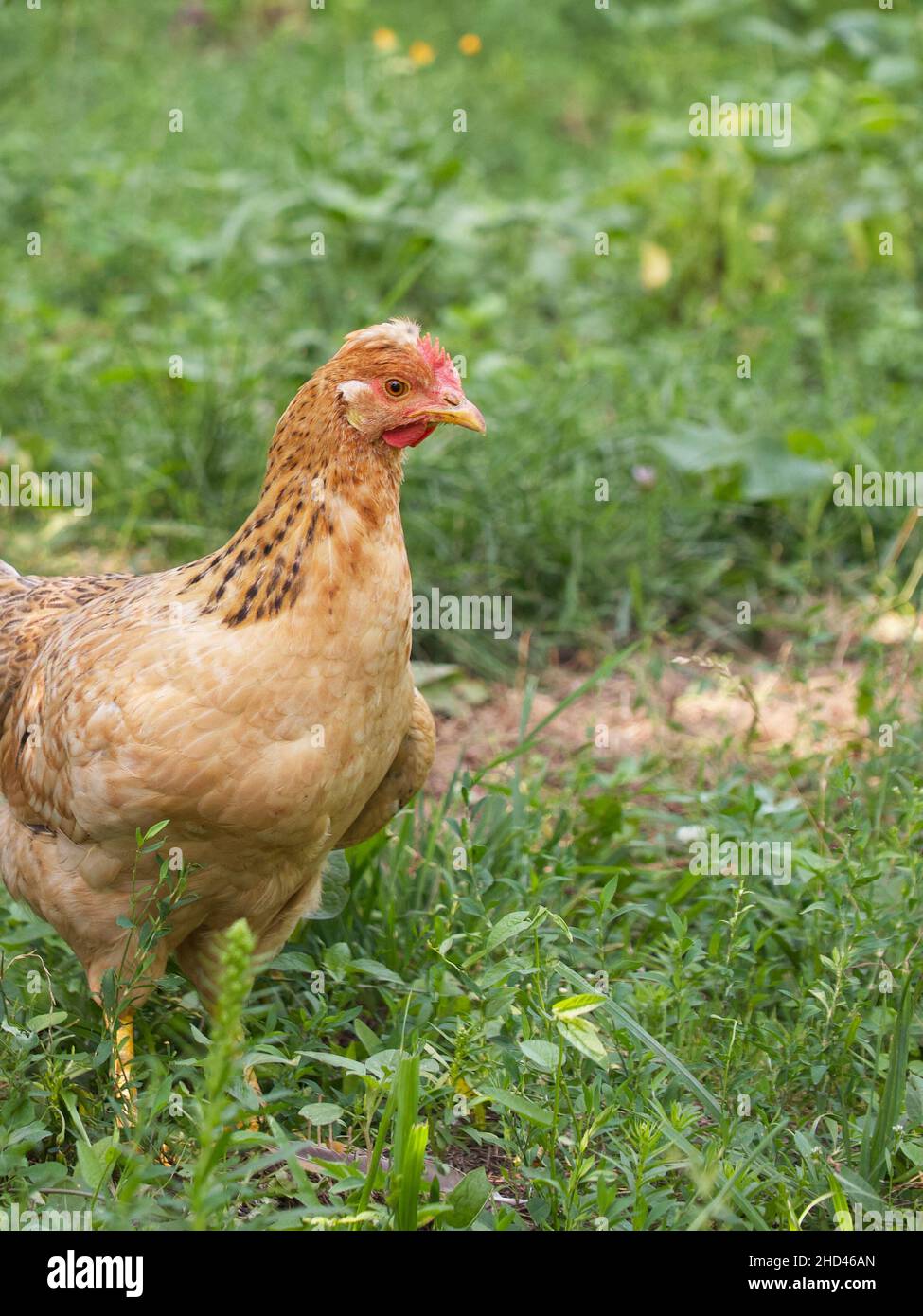 Ein kleines orangefarbenes, krebiertes Huhn. Huhn in der Natur. Stockfoto