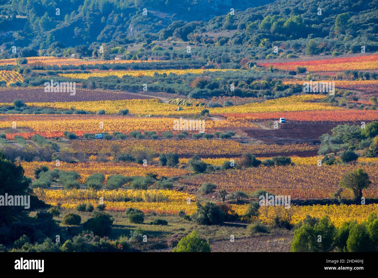 Weinlandschaft bei Aniane im Herault-Tal. In Frankreich Stockfoto