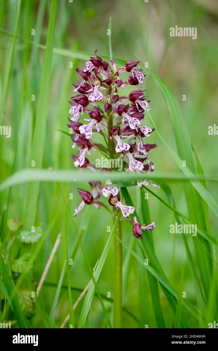Lady Orchidee Stockfoto