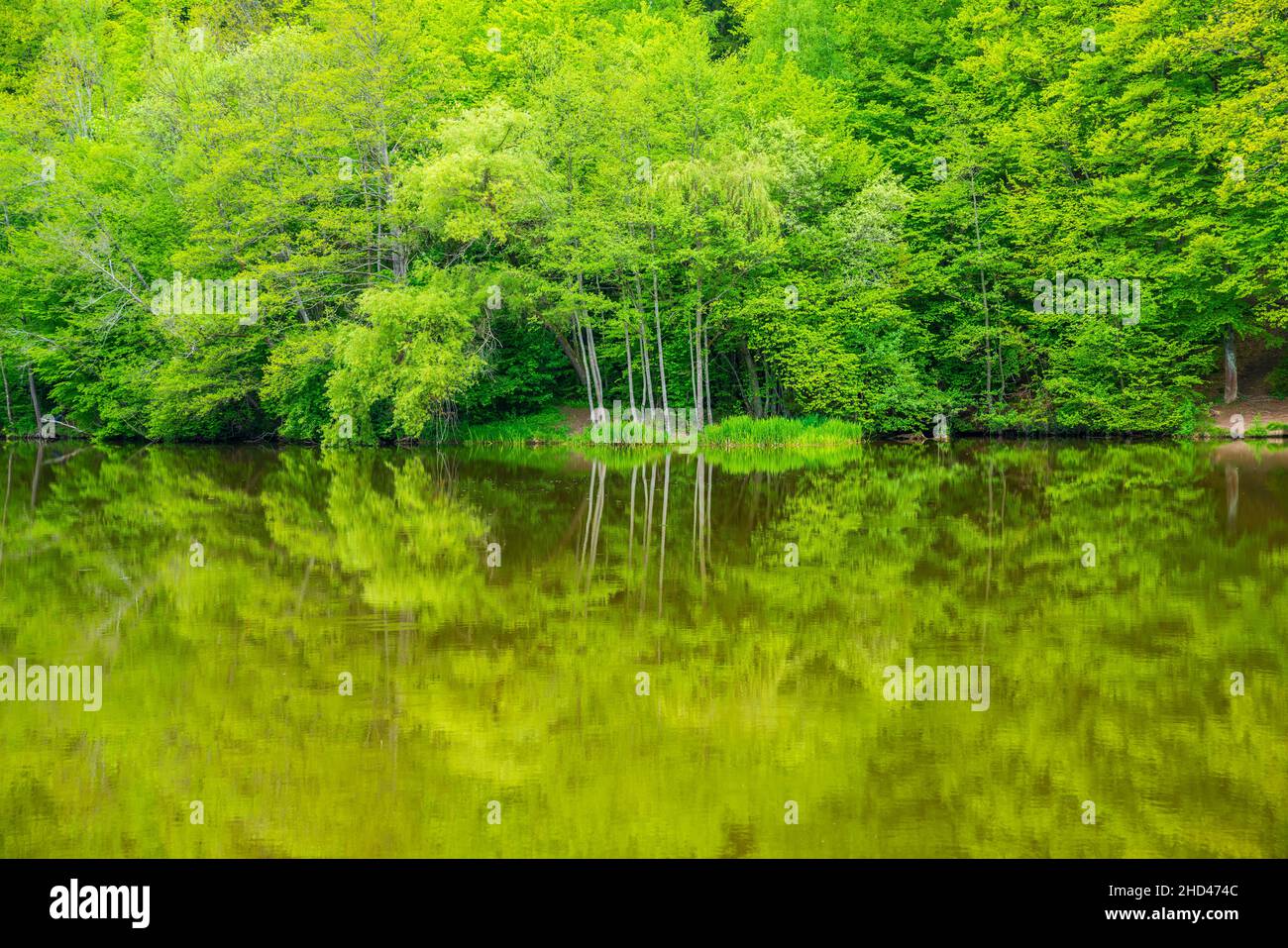 Deutschland, See Wasser spiegelt grünen Wald Natur Landschaft von Bäumen und Pflanzen in Dschungel wie Paradies Stockfoto