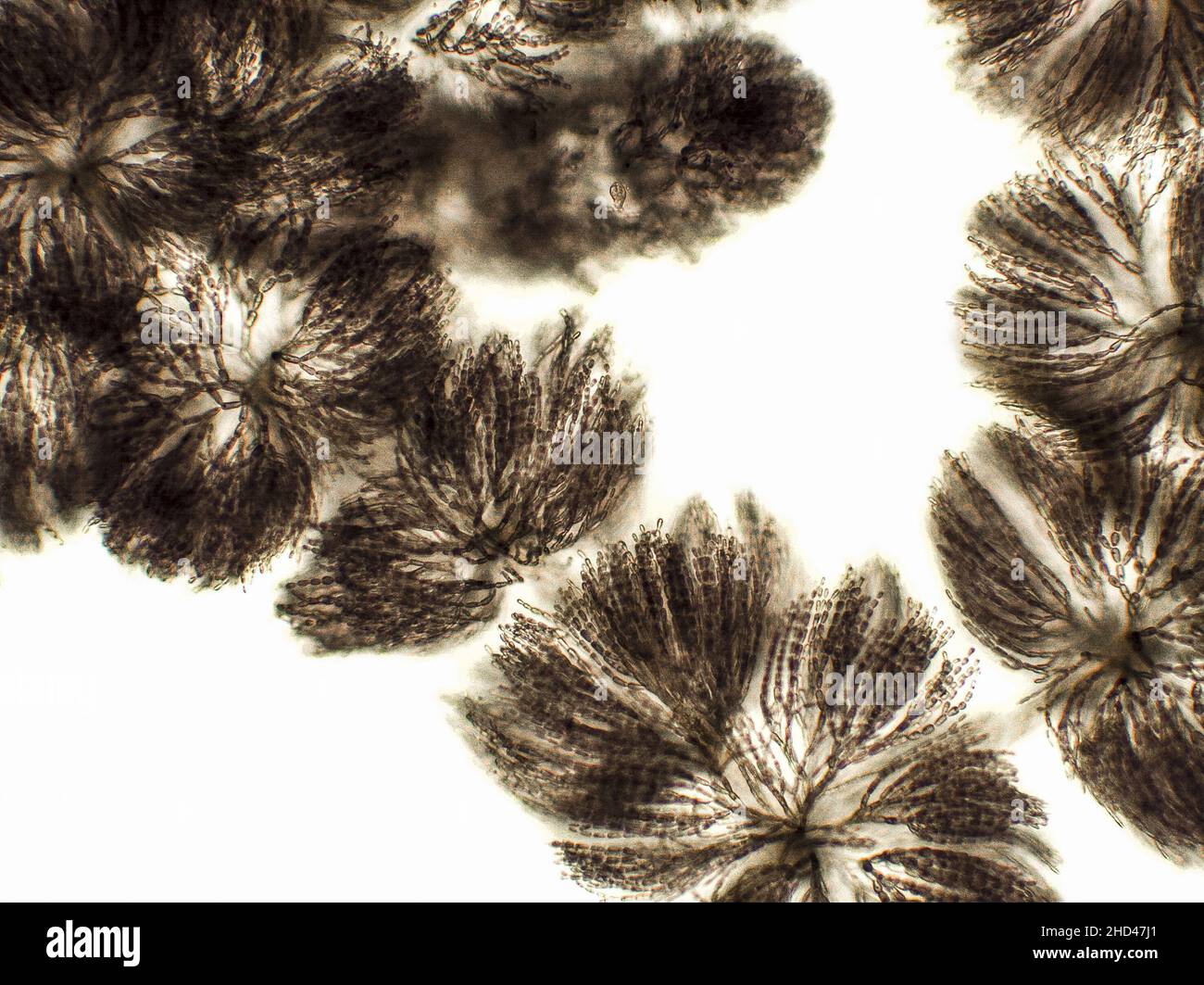 Algen unter mikroskopischer Ansicht, Süßwasser-Rotalgen, Rhodophyta, Batrachospermum Hintergrund Stockfoto