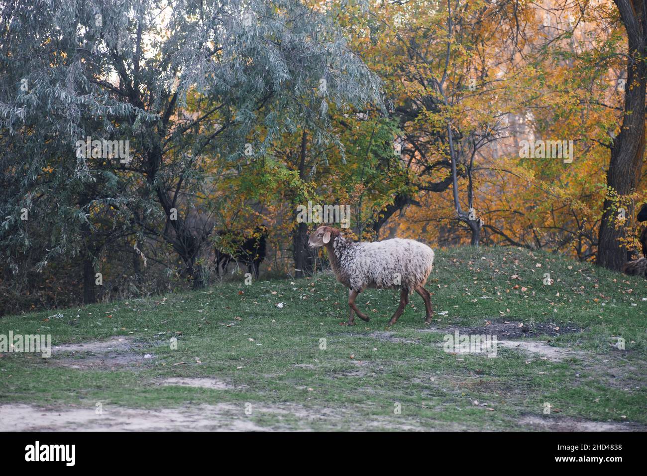 Braun-weiße Schafe weiden und gehen mit Bäumen im Hintergrund in der Nähe Landstraße in Wiese im Wald im Herbst. Bauernleben. Naturprodukte Stockfoto