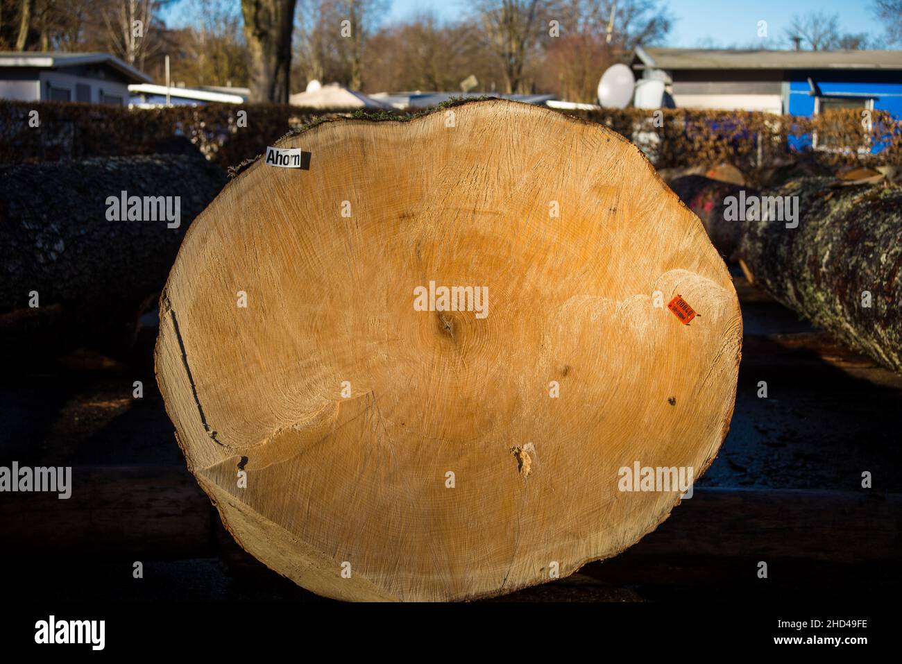 Vor einer Holzversteigerung liegt Ahornholz auf dem Boden Stockfoto