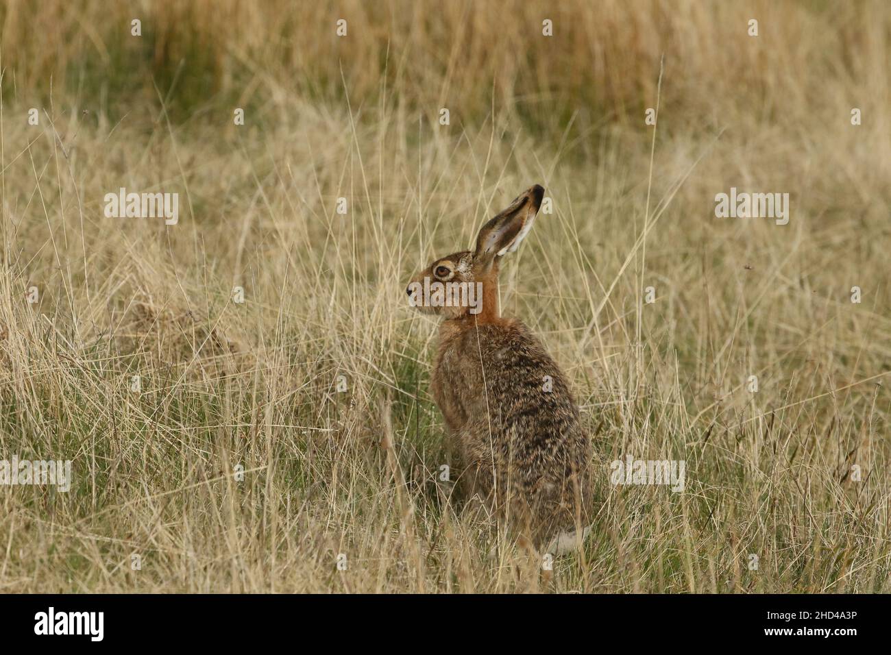 Brauner Hase im Grasland, wo sie sich ernähren und brüten. Dieses Tal war bekannt, dass es Luftfresser, Steinadler, die Hasen müssen wachsam sein haben. Stockfoto