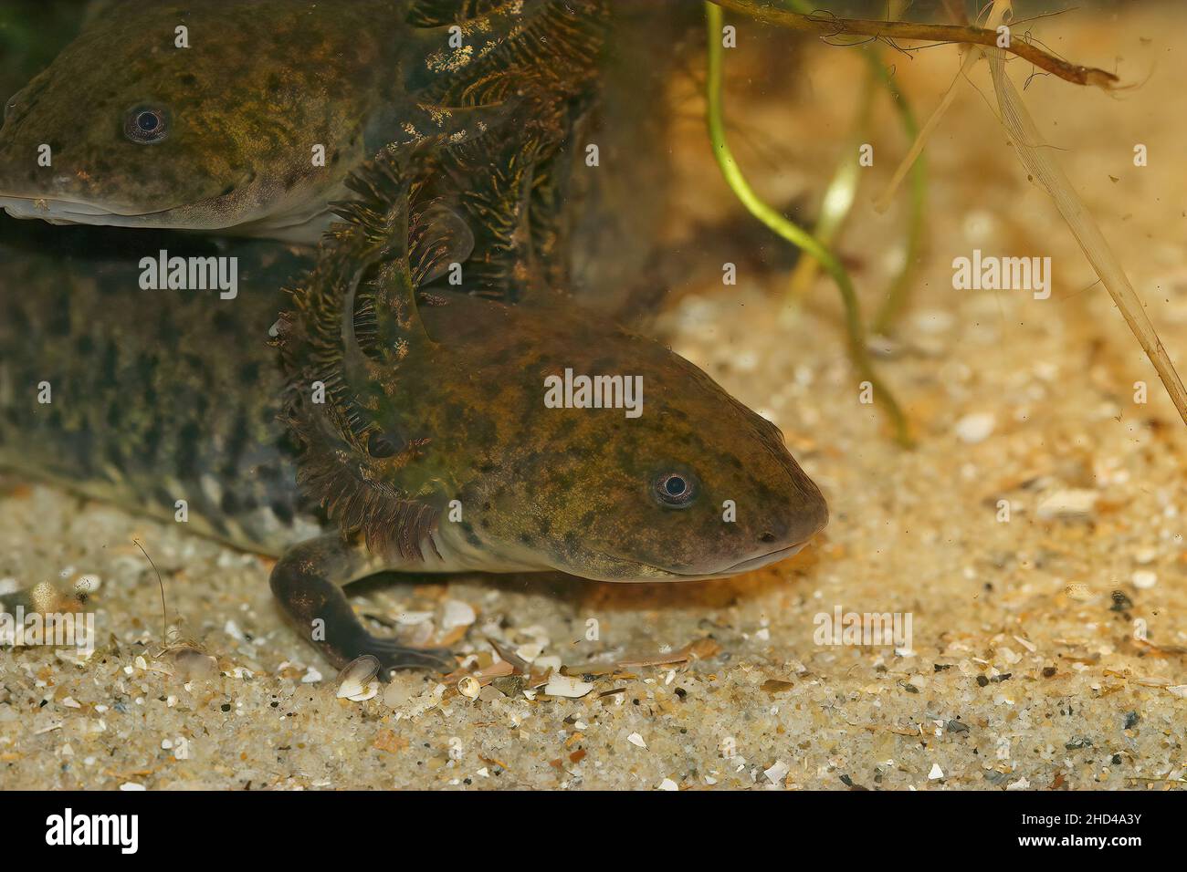 Nahaufnahme der vom Aussterben bedrohten neotenischen Ambystoma andersoni-Salamander aus der Zacapu-Lagune im mexikanischen Bundesstaat Michoacan unter Wasser Stockfoto