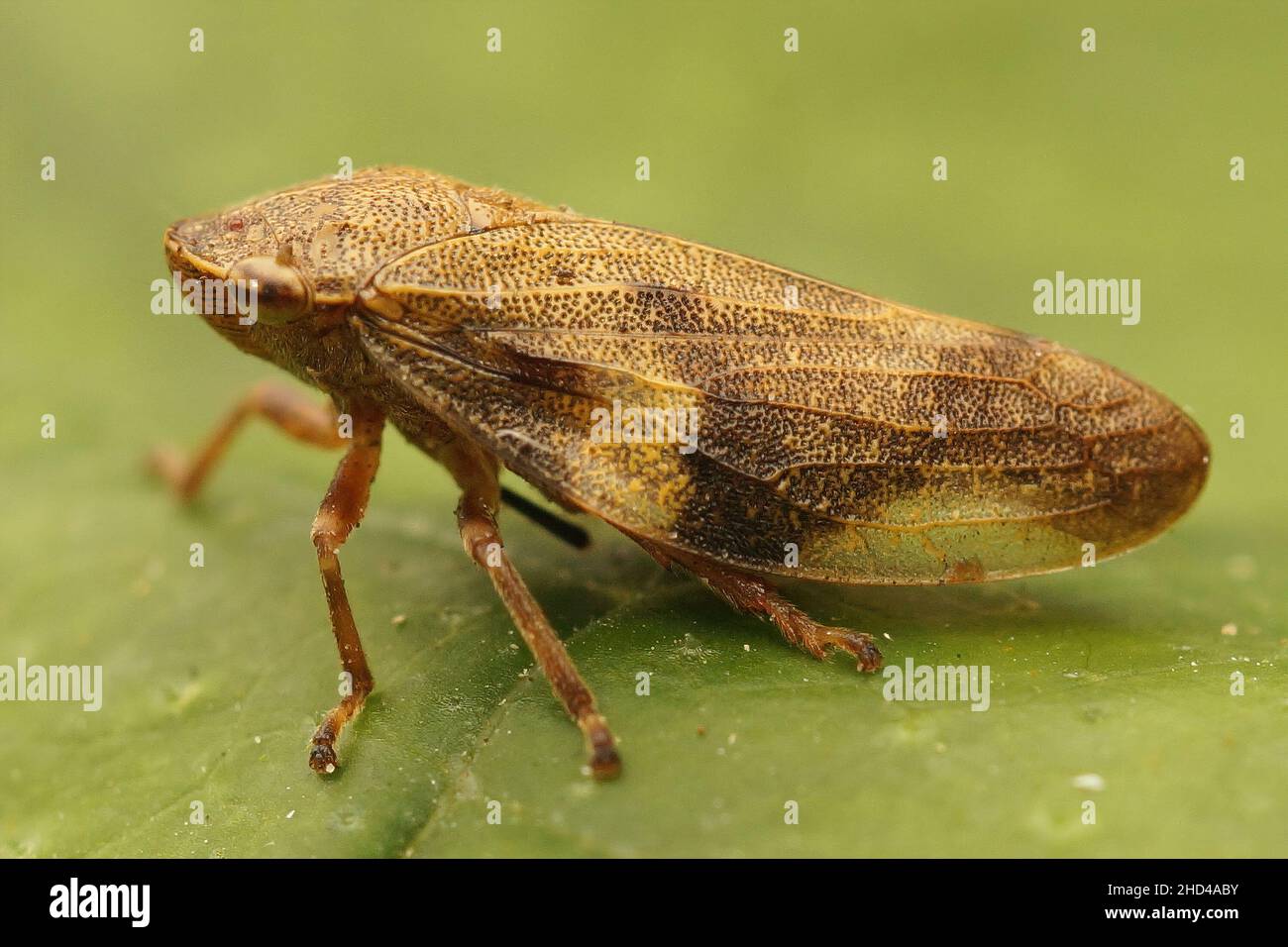 Nahaufnahme des Europäischen Erlenspittlebugs, Aphrophora alni, der auf einem grünen Blatt im Garten sitzt Stockfoto