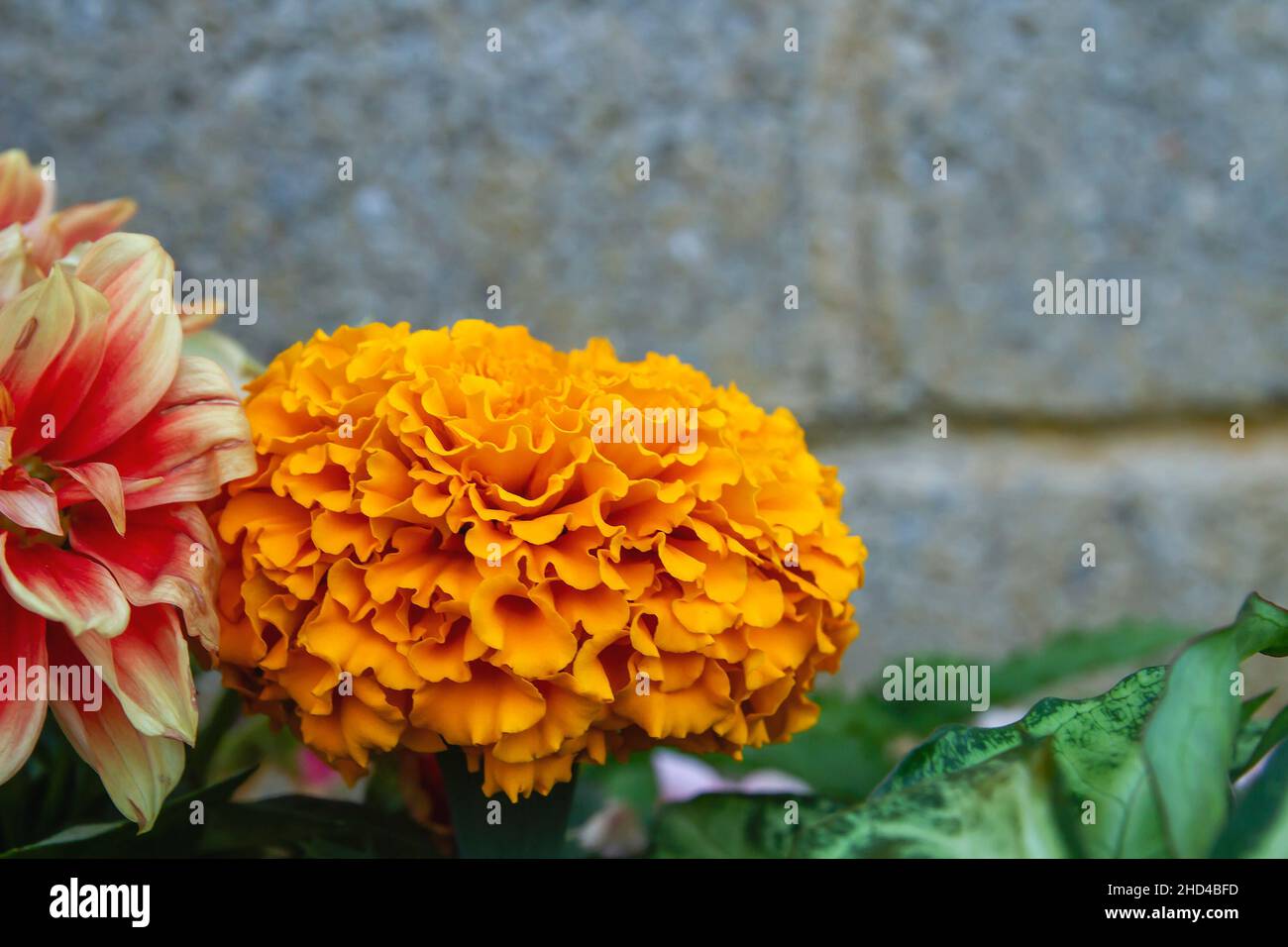 Tagetes erecta bekannt als mexikanische Ringelblume orange gefärbte Blume Stockfoto