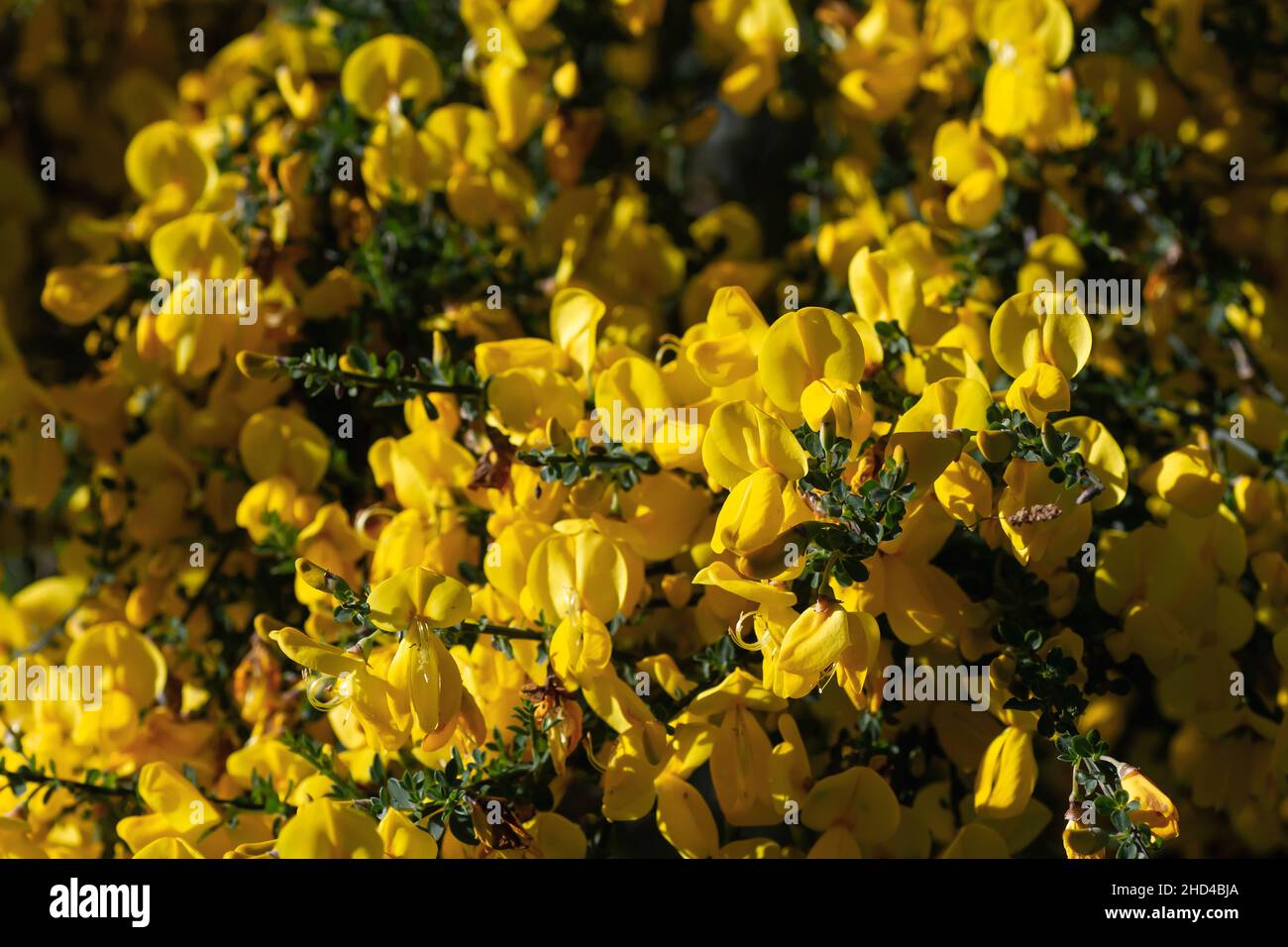 Cytisus scoparius oder Scotch Besen gelbe Blüten blühen im Frühjahr Stockfoto