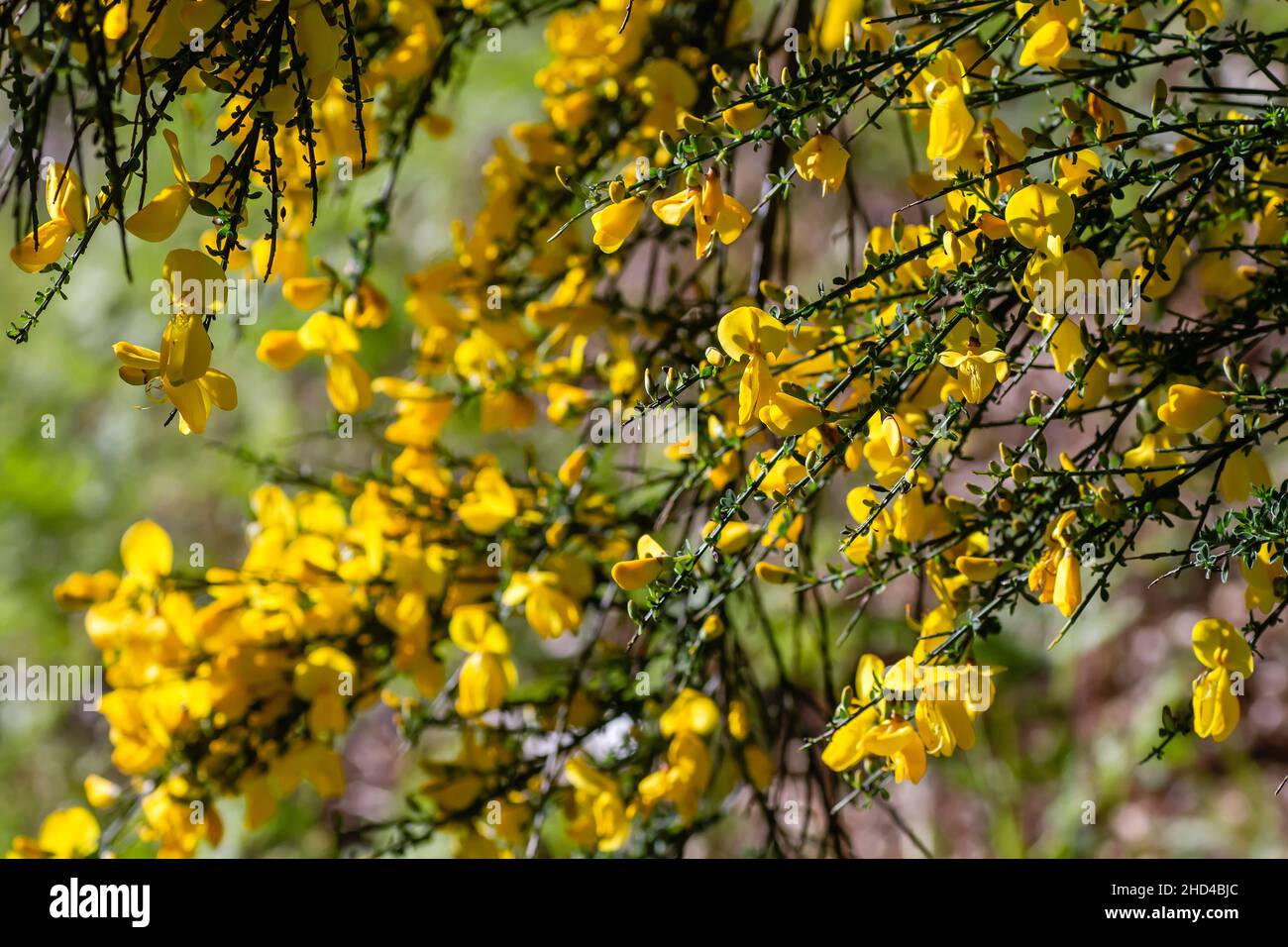 Cytisus scoparius oder Scotch Besen gelbe Blüten blühen im Frühjahr Stockfoto