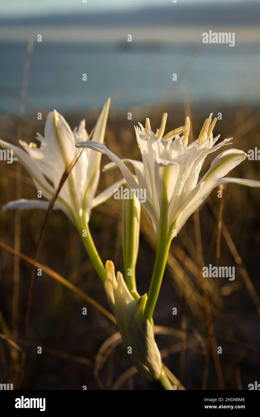 Pancratium maritimum oder Seedaffodil weiße Blumen wachsen wild in den Küstensanddünen, eine Pflanze, die vom Aussterben bedroht ist. Stockfoto