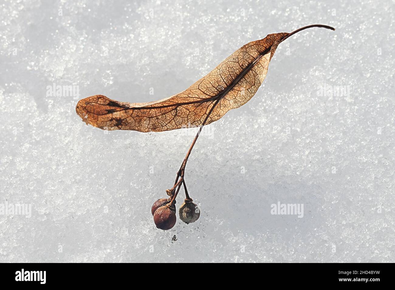 Samen von Tilia europaea, allgemein bekannt als der gewöhnliche Kalk oder die gewöhnliche Linde, fotografiert auf Schnee im März Stockfoto