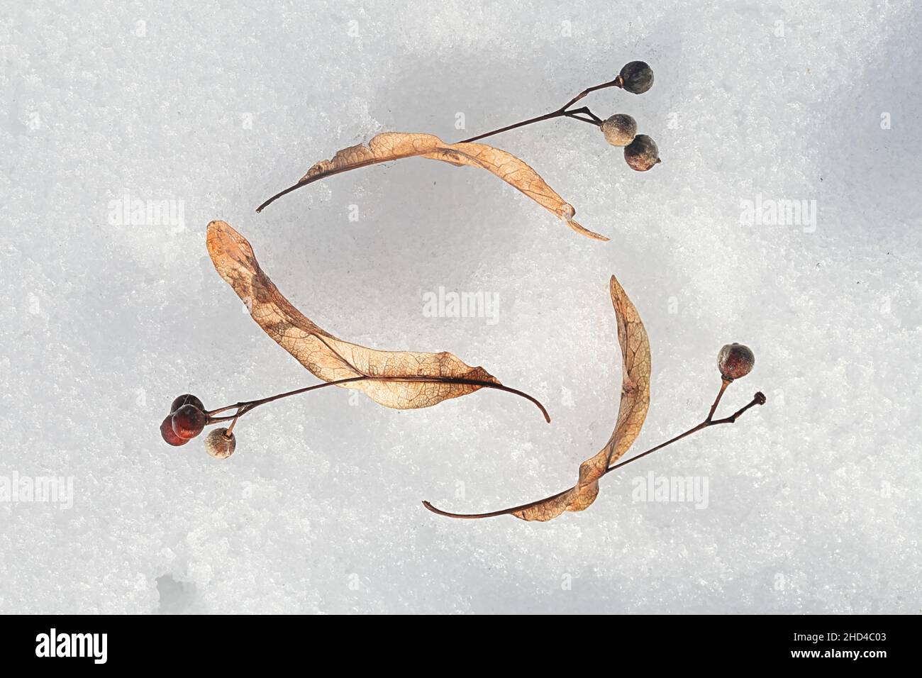 Samen von Tilia europaea, allgemein bekannt als der gewöhnliche Kalk oder die gewöhnliche Linde, fotografiert auf Schnee im März Stockfoto