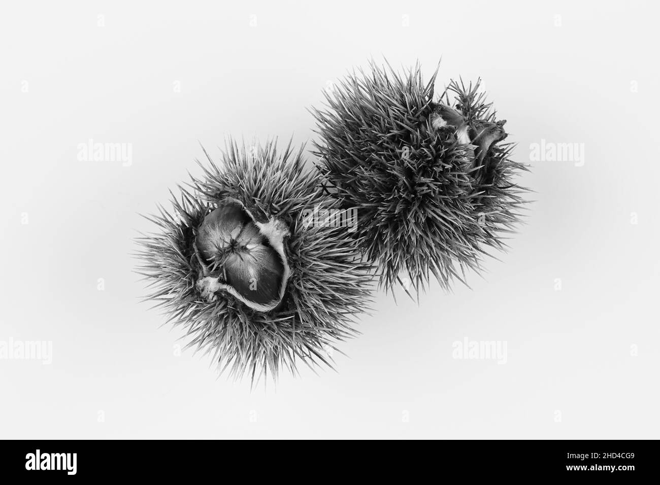 Sweet Chestnut Seeds (Castanea sativa) – Schwarzweiß-Version Stockfoto