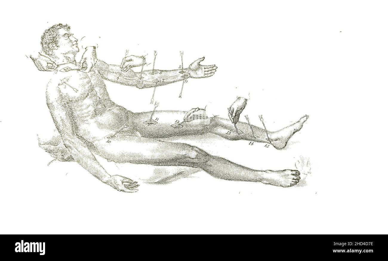 Eine schwarz-weiße Illustration des menschlichen Körpers aus einem Anatomiebuch des 19. Jahrhunderts Stockfoto