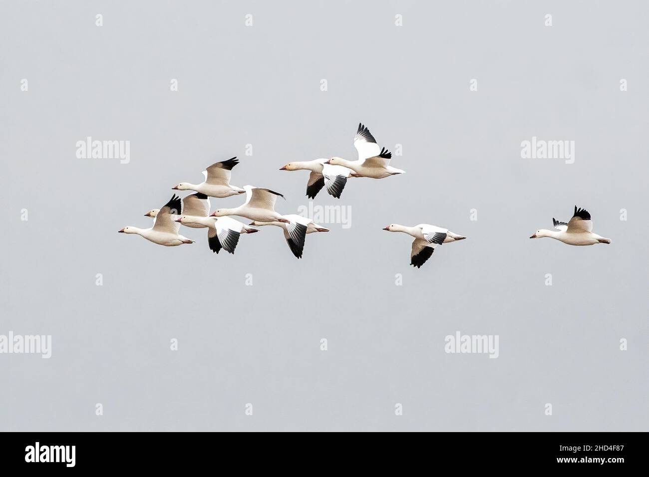 Schnee Gänse Flug Stockfoto