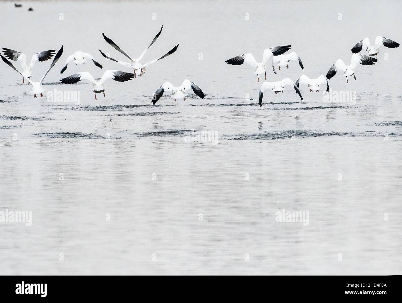 Schnee Gänse Flug Stockfoto