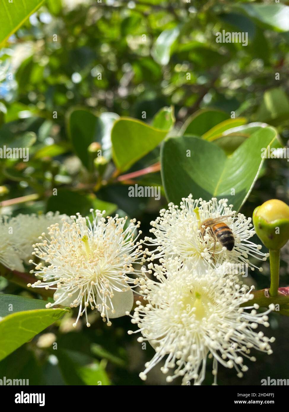 Die Biene, die Bestäuber ist, ist Lebensvertreiber! Blüte und natürliche Ressourcen sind für ihr Überleben notwendig. Stockfoto