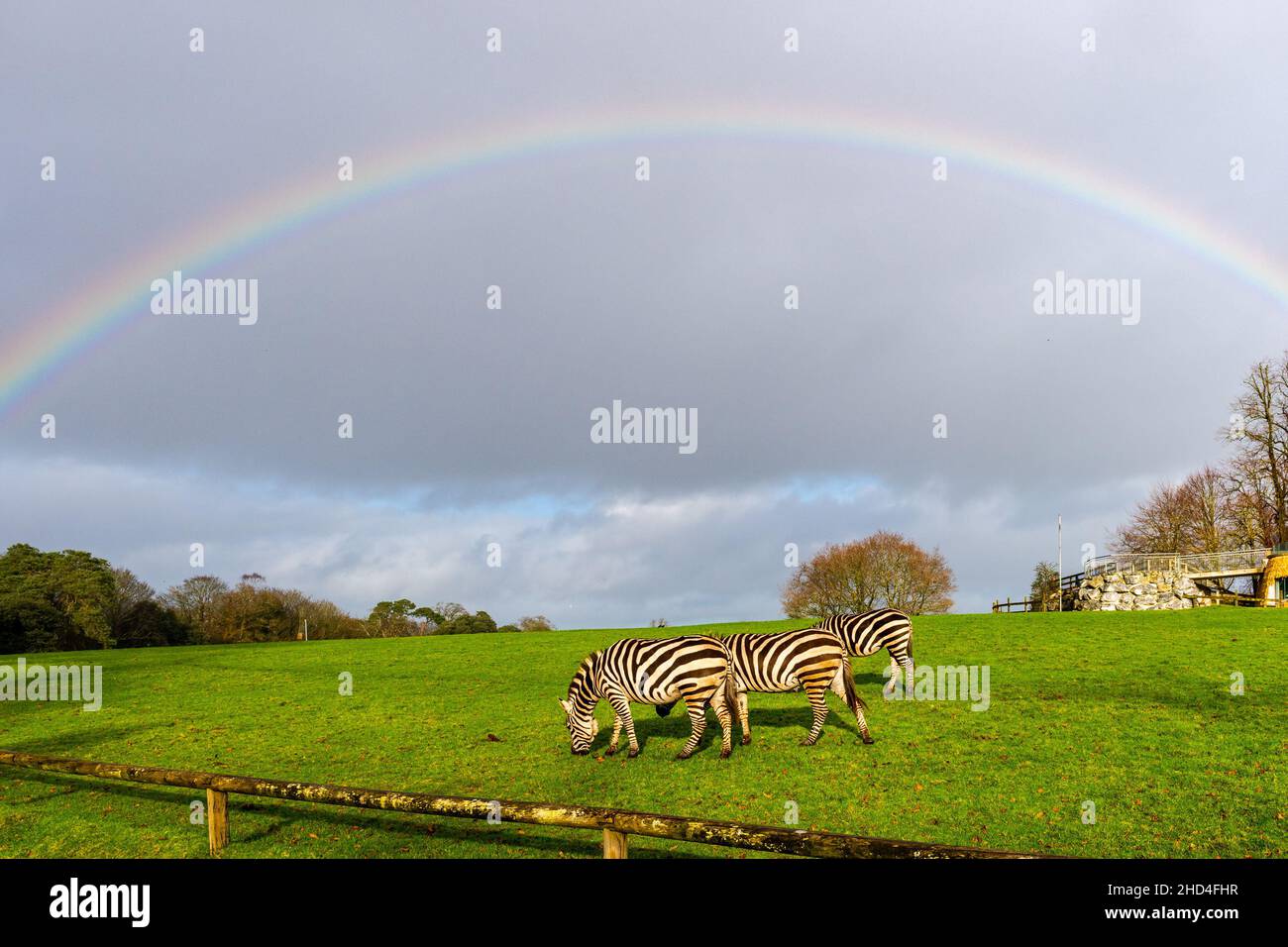 Cobh, Irland. 3rd Januar 2022. Große Menschenmengen nutzten heute das gute Wetter an den Feiertagen und stiegen im Fota Wildlife Park in der Nähe von Cobh ab. Die Zebras ernähren sich im Park unter einem Regenbogen. Quelle: AG News/Alamy Live News Stockfoto