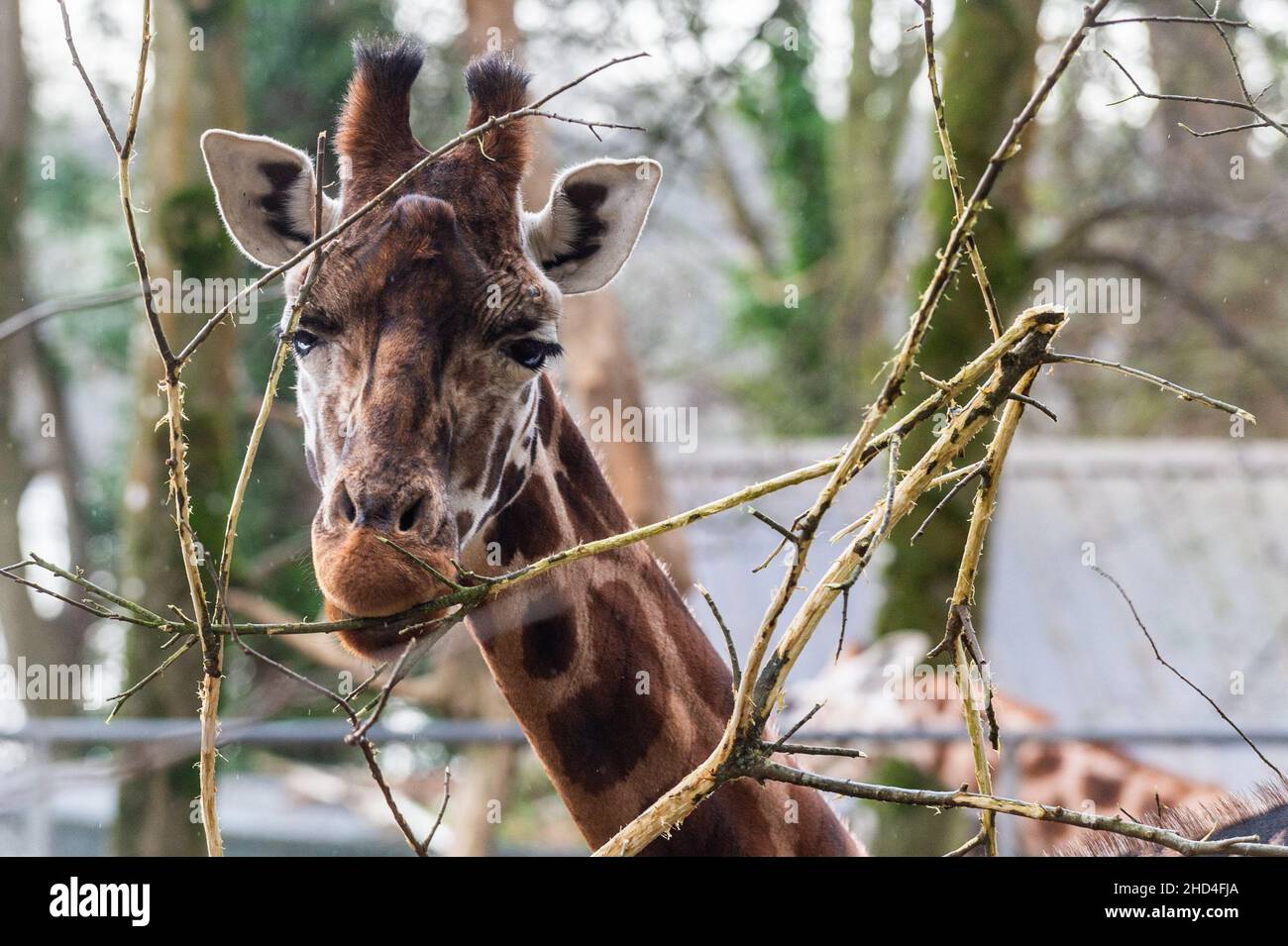 Cobh, Irland. 3rd Januar 2022. Große Menschenmengen nutzten heute das gute Wetter an den Feiertagen und stiegen im Fota Wildlife Park in der Nähe von Cobh ab. Eine Jugendliche Giraffe ernährt sich im Giraffenhaus. Quelle: AG News/Alamy Live News Stockfoto