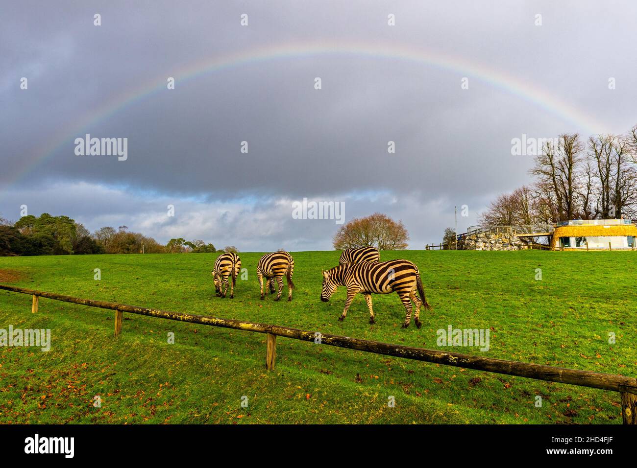 Cobh, Irland. 3rd Januar 2022. Große Menschenmengen nutzten heute das gute Wetter an den Feiertagen und stiegen im Fota Wildlife Park in der Nähe von Cobh ab. Die Zebras ernähren sich im Park unter einem Regenbogen. Quelle: AG News/Alamy Live News Stockfoto