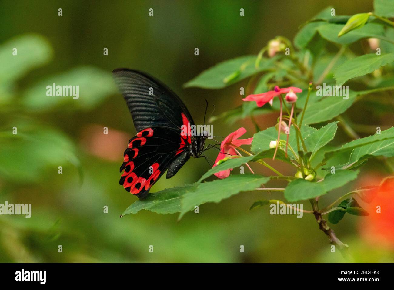 Nahaufnahme eines schwarzen Schmetterlings mit roten Mustern, die auf einer Blume mit einem verschwommenen grünen Hintergrund sitzen Stockfoto