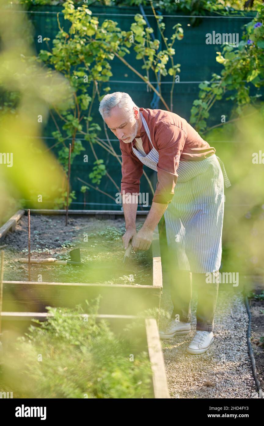 Grauhaariger Gärtner, der den Boden ruckert und beschäftigt aussieht Stockfoto