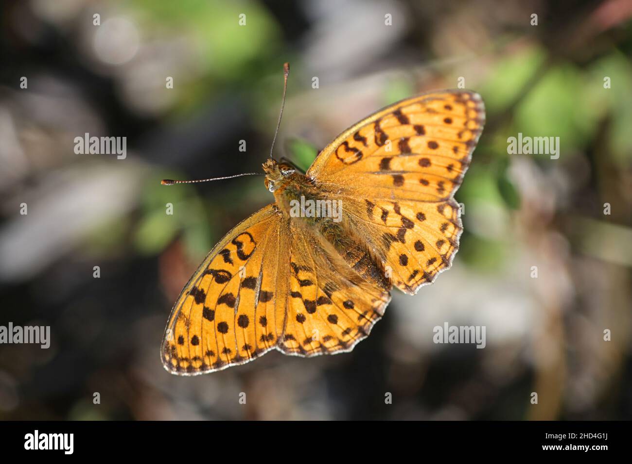 Hoher brauner Fritillär, Fabriciana adippe Stockfoto