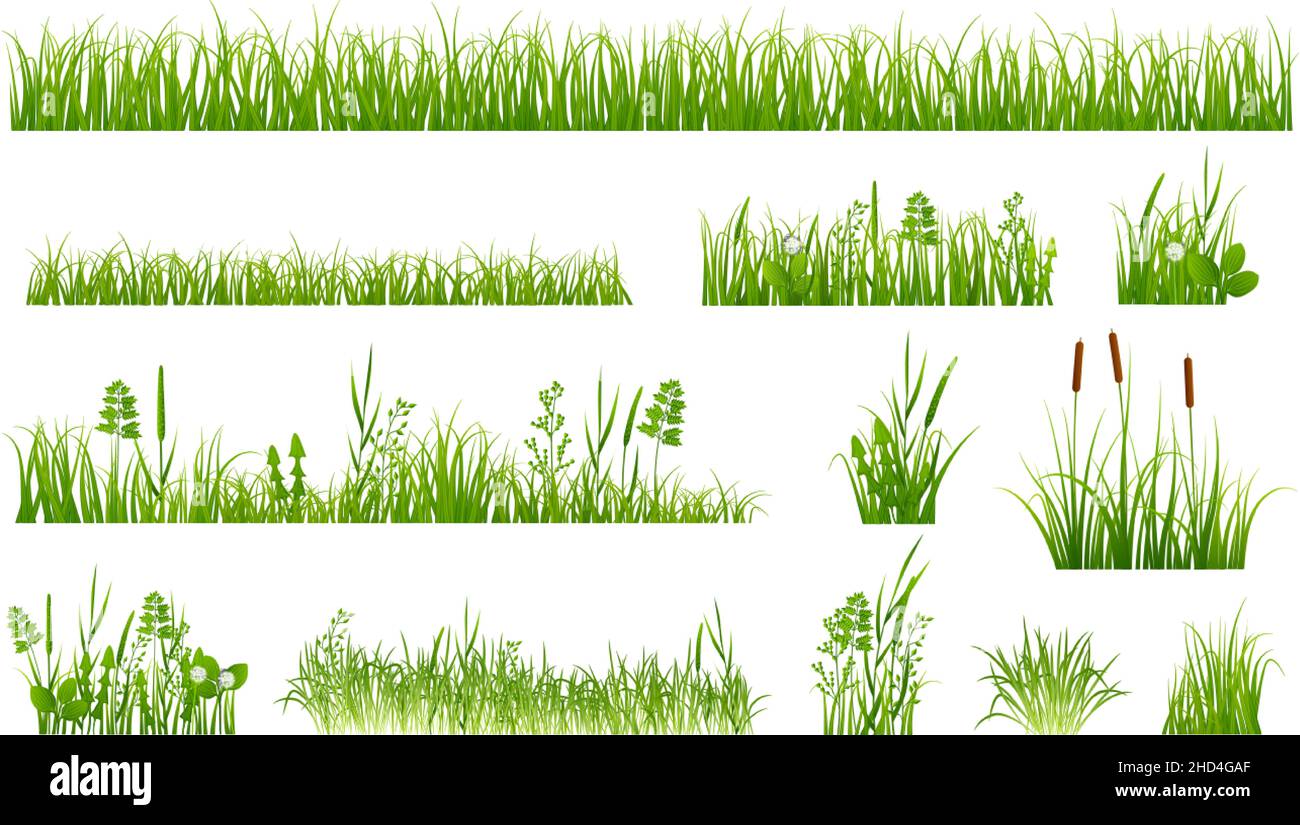 Grüne Graselemente. Gartenelemente, Frühlingsgarten grünliche Wiese. Pflanzen und Unkraut, Schilf und Blumen. Isolierte Natur exakter Vektorsatz Stock Vektor