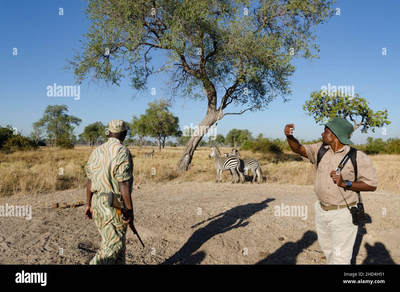 Ein Guide und Ranger, der Zebras auf einer Wandersafari im South Luangwa National Park, Sambia, erspähte Stockfoto
