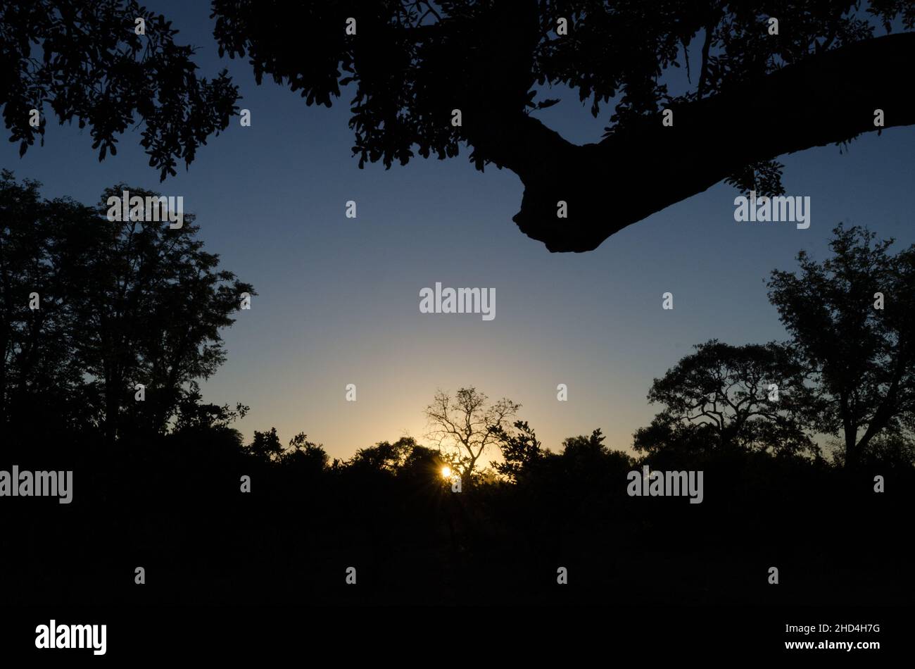 Sonnenaufgang im Wald im South Luangwa National Park, Sambia Stockfoto