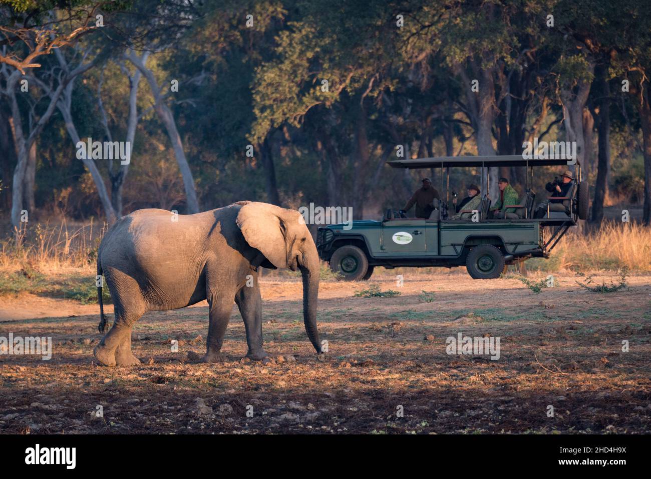 Elefantenbeobachtung am frühen Morgen auf einer Safari im South Luangwa National Park, Sambia Stockfoto