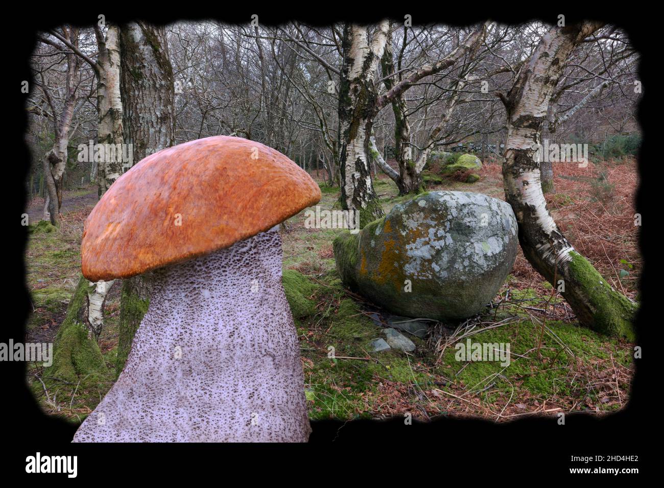 Leccinum versipellis (orangefarbener Birkenbolete) ist typischerweise in Birkenwäldern zu finden, wie im Hintergrund zu sehen ist. Stockfoto