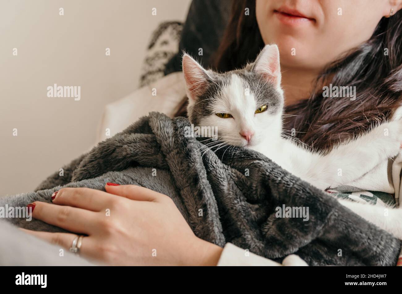 Nahaufnahme eines entzückenden weißen Kätzchens, das in einer Decke gebündelt ist und mit einer Frau auf der Couch kuschelt Stockfoto