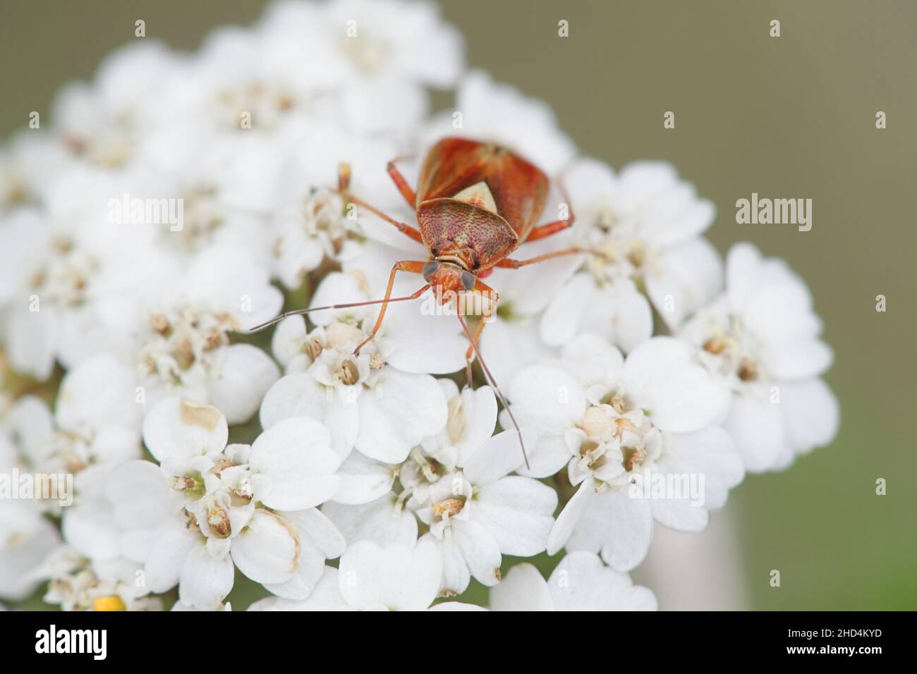 Lygus punctatus, ein Pflanzenwanzen auf Schafgarben-Blüten, Achillea millefolium Stockfoto