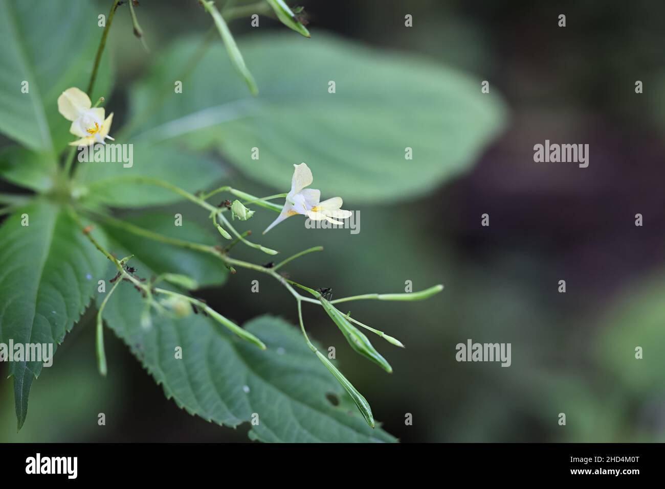 Impatiens parviflora, allgemein bekannt als kleiner Balsam oder Smallflower touchmenot, Wildpflanze aus Finnland Stockfoto