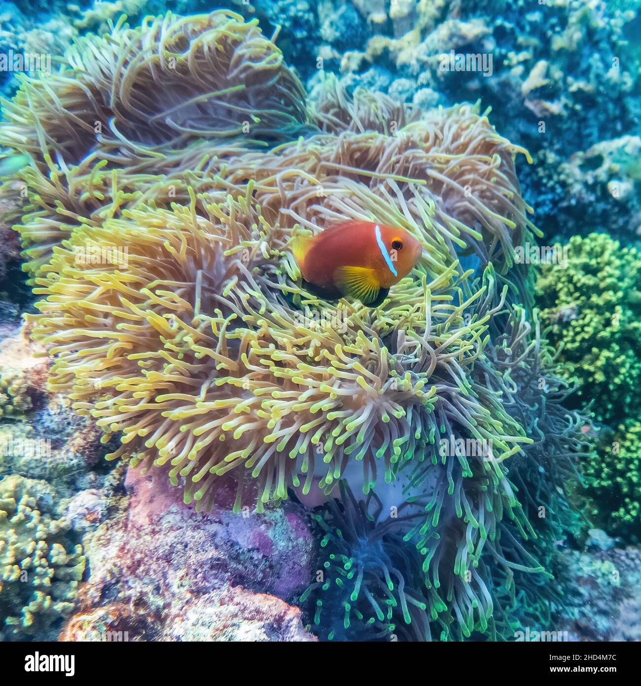 Zu Hause in einer Anemone Stockfoto
