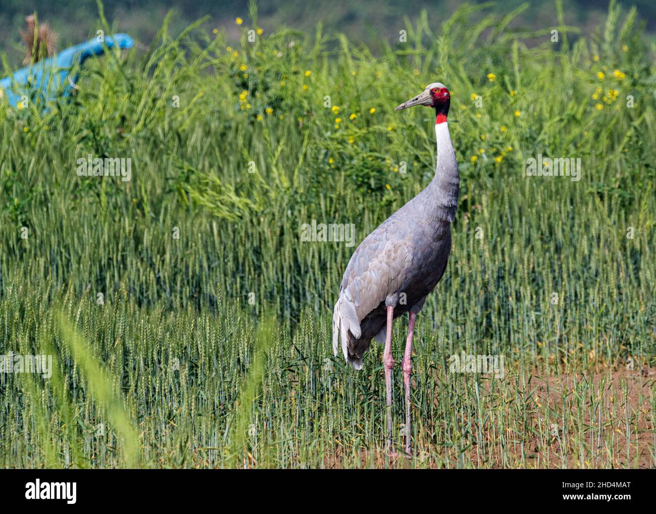 Sarus Kranich im Weizenfeld sucht seinen Partner zu folgen Stockfoto