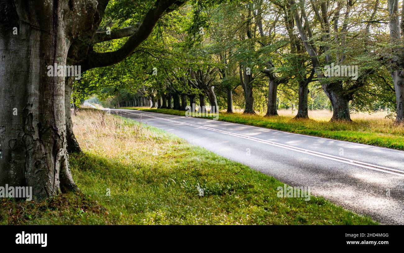 Ruhige Landschaft einer Straße durch Badbury Rings im Herbst, England Stockfoto