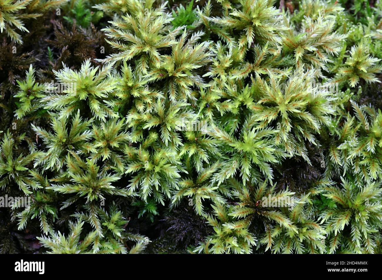 Climacium dendroides, bekannt als Baum-climacium-Moos oder Baummoos Stockfoto