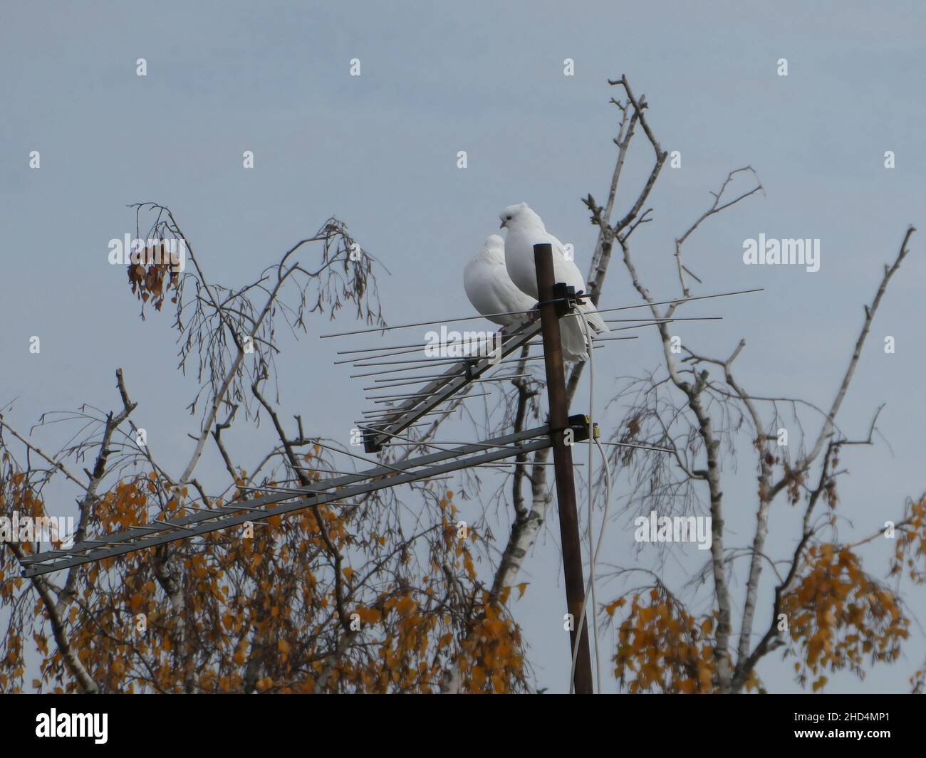 Zwei weiße Tauben stehen auf einer Fernsehantenne zwischen den Ästen von Bäumen Stockfoto