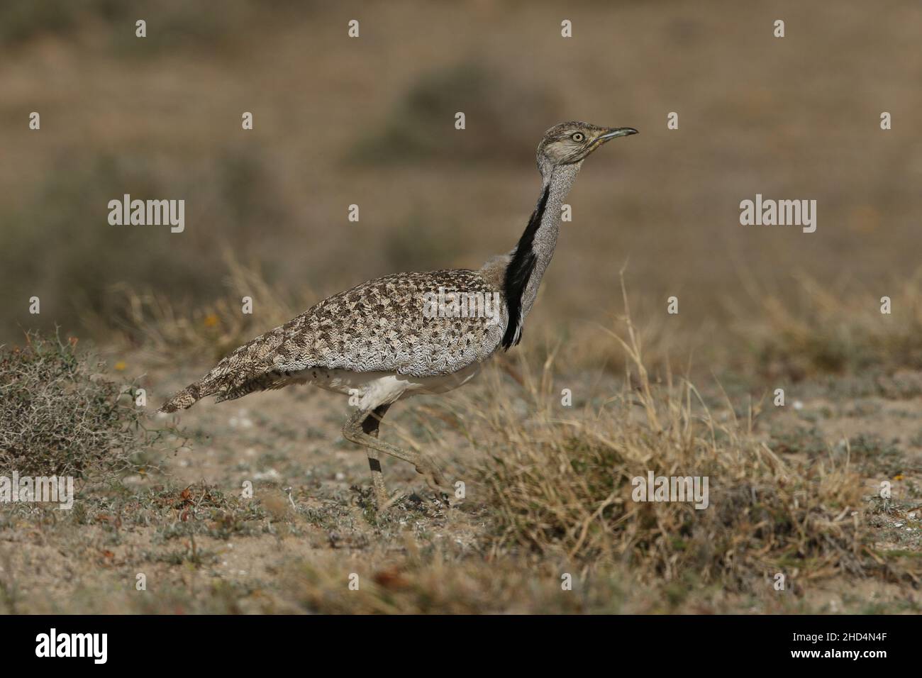 Houbara bustard auf den Ebenen von Lanzarote, wo sie von den Strafverfolgungsbehörden der Inseln geschützt werden. Auf den Inseln scheinen sie zahlenstabil zu sein. Stockfoto