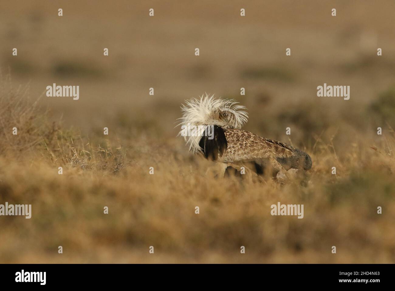 Houbara bustard auf den Ebenen von Lanzarote, wo sie von den Strafverfolgungsbehörden der Inseln geschützt werden. Auf den Inseln scheinen sie zahlenstabil zu sein. Stockfoto